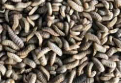 黑水虻养殖技术视频,揭秘高效生态养殖新趋势